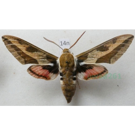 Hyles euphorbiae (Linnaeus, 1758) Zmrocznik wilczomleczek Poland 71mm14n